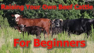 Raising Your Own Beef Cattle For Beginners [upl. by Hazeghi]