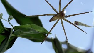 This Terrifying Spider Hunts Fish Underwater [upl. by Osmond]