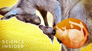 What’s Inside A Kangaroo’s Pouch [upl. by Barthold]