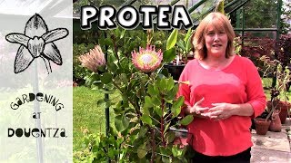 Growing The King Protea In A Frost Free Greenhouse [upl. by Elleynad]