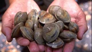 Facts Bivalves [upl. by Nilyahs]