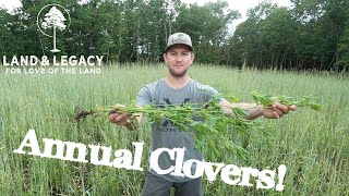 Low Maintenance Food Plots  Annual Clovers [upl. by Ikkiv339]