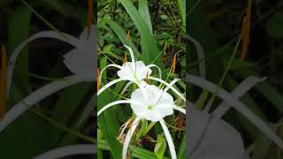 Daffodil Blooming Timelapse [upl. by Yrahcaz]