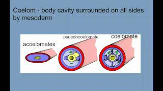 Invertebrate Diversity Part 1  Porifera to Annelids [upl. by Eibo976]