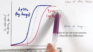 AS Biology  Oxygen dissociation curve OCR A Chapter 84 [upl. by Aratnahs]