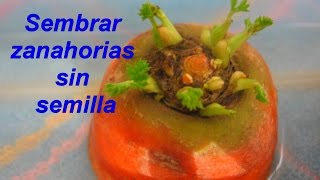 Como sembrar zanahorias sin semillas [upl. by Burack694]