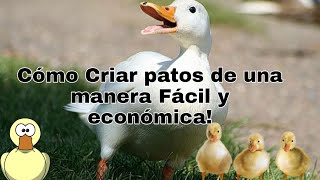 Cómo Criar patos Fácilmente [upl. by Ressan236]