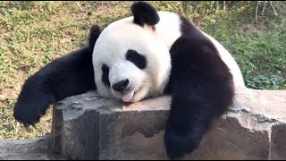 Dr Panda 🐼 Full Episode Compilation  Kids Learning Video 40 minutes [upl. by Neerol]