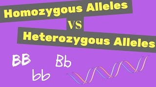 Homozygous vs Heterozygous Alleles  Punnet Square Tips [upl. by Augie]