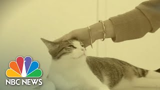 Two Cats Test Positive For Coronavirus How To Keep Your Pets Safe  NBC Nightly News [upl. by Skyla]