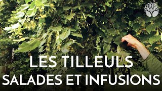 Les tilleuls en salades et en infusions [upl. by Farlee551]