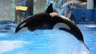 One Ocean Full Show with Tilikum SeaWorld Orlando [upl. by Orman]