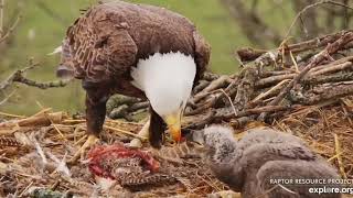 Decorah Eagles North 12 30PM Mr brings in a pheasant and while feeding DN9 he pulls out an egg 03201 [upl. by Daniela867]