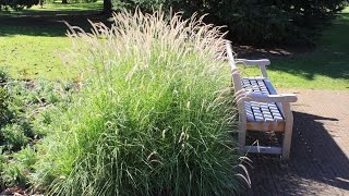 Pennisetum Fairy Tails  Evergreen Fountain Grass [upl. by Assena738]