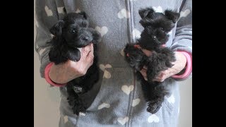 Micro Teacup amp Toy Black Miniature Schnauzers [upl. by Alvira]