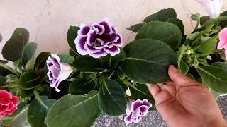 No1 indoor flowering plant Gloxinia care tips Sinningia speciosa [upl. by Arrotal518]