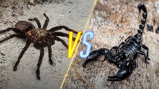 Tarantula VS Scorpion [upl. by Aeet608]