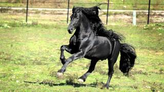 WORLD FAMOUS FRIESIAN STALLION [upl. by Yltsew]