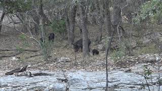 44 Mag Stealth Hunter Handgun Knocks Down Hog [upl. by Hillinck]