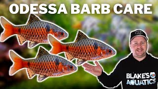 You Need to Try These Odessa Barb Care and Breeding Guide [upl. by Darda659]