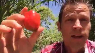 How to Grow Sweet Little Snacking Peppers Using A Pepper Top [upl. by Yvehc]