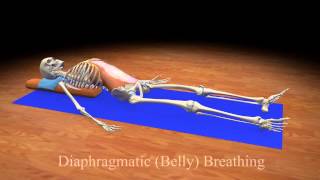 Diaphragmatic Belly Breathing [upl. by Bakemeier]