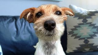 Funny Jack Russell Terrier Compilation [upl. by Atenek]