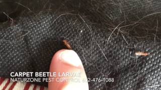 Carpet Beetle Larvae Inside Home  Weird Bugs [upl. by Ynaffit]