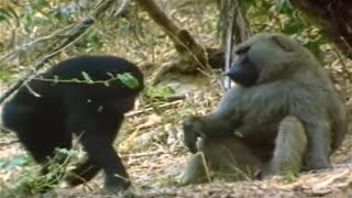 Chimpanzees vs Baboons  Interaction In the Wild [upl. by Catt]