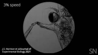 Watch a baby mantis shrimp punch in slow motion  Science News [upl. by Genny]