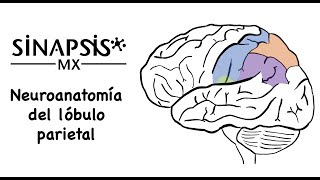 Lóbulo parietal neuroanatomía funcional [upl. by Utas]