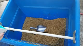 Secrets Of Soaking Fodder Grain Finally Revealed [upl. by Emersen878]