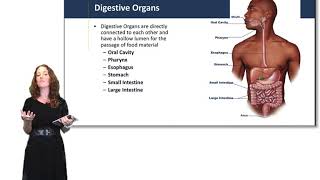 Introduction to the Digestive System [upl. by Damon]