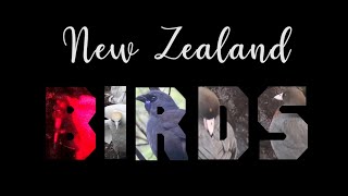 New Zealand Birds [upl. by Hanima]