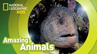 Wolf Eel  Amazing Animals [upl. by Pancho383]