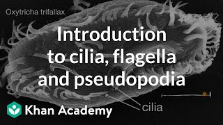 Introduction to cilia flagella and pseudopodia  Cells  High school biology  Khan Academy [upl. by Cirillo]