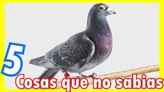 5 CURIOSIDADES SOBRE LAS PALOMAS [upl. by Amhser115]