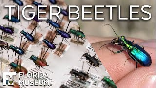 Tiger Beetles Fierce Hunters Fast Movers [upl. by Alleon]