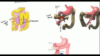 Gastrointestinal  GI Motility of the Small Intestine [upl. by Odette]