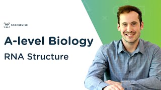 RNA Structure  Alevel Biology  OCR AQA Edexcel [upl. by Ameerak]