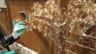 Howto prune a tree Hydrangea [upl. by Etnuahc]