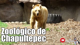 Zoológico de Chapultepec CDMX [upl. by Sibell24]