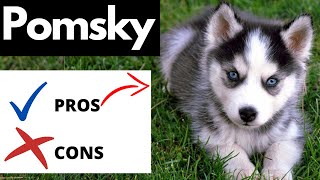 Pomsky Pros And Cons  Should You REALLY Get A POMSKY [upl. by Nayhr]