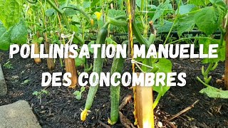 LA POLLINISATION MANUELLE DES CONCOMBRES [upl. by Marten]