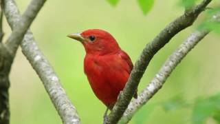 Summer Tanager — The Rosy Redbird [upl. by Maya]