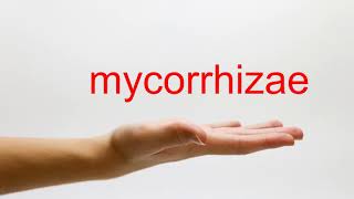 How to Pronounce mycorrhizae  American English [upl. by Dionis415]