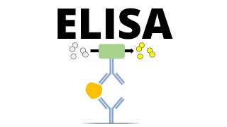 ELISA Enzymelinked Immunosorbent Assay [upl. by Ymirej661]