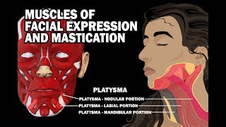 MUSCLES OF FACIAL EXPRESSION AND MASTICATION [upl. by Sairtemed]