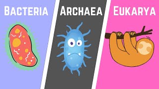 The Three Domains of Life BacteriaArchaeaEukarya [upl. by Kori]