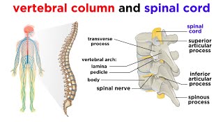 Basic Parts of the Brain  Part 1  3D Anatomy Tutorial [upl. by Eiznikam]